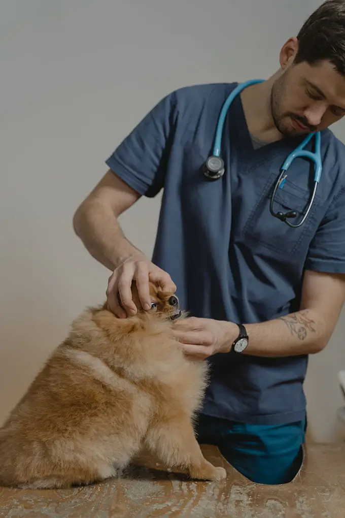 A Veterinarian Checking a Pomeranian