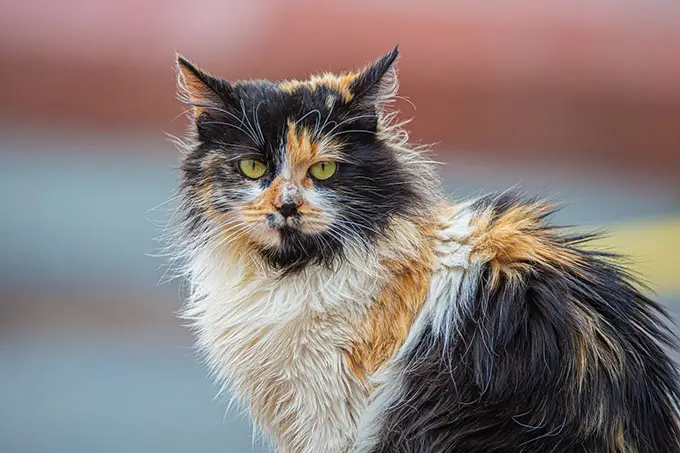 beautiful cat